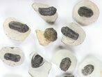 Lot: Assorted Devonian Trilobites - Pieces #76985-4